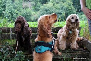 201707 CockerOnTour Marienburg 09