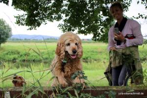 201707 CockerOnTour Marienburg 10