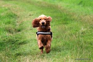 201707 CockerOnTour Marienburg 11