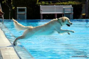 201709 Hundeschwimmen 01
