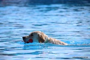 201709 Hundeschwimmen 02