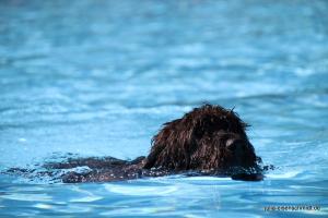 201709 Hundeschwimmen 03
