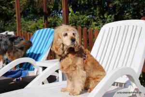 201709 Hundeschwimmen 04