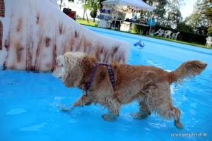 201709 Hundeschwimmen 08