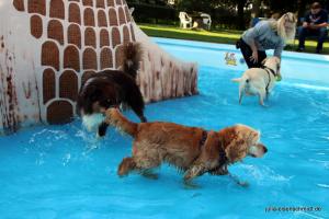 201709 Hundeschwimmen 09