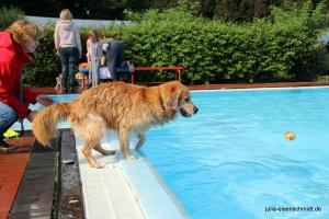 201709 Hundeschwimmen 10
