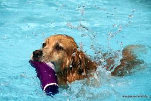 201709 Hundeschwimmen 11