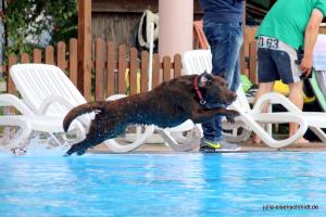201709 Hundeschwimmen 12