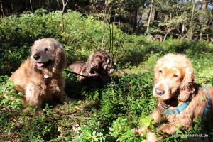 CockerOnTour SteinhuderMeer 01