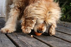 CockerOnTour SteinhuderMeer 02