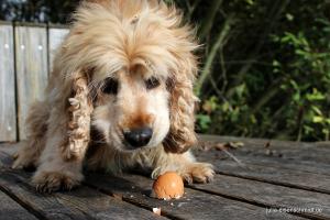 CockerOnTour SteinhuderMeer 03