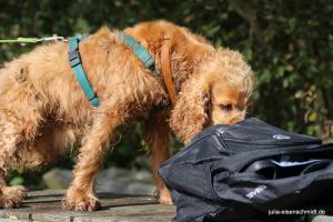 CockerOnTour SteinhuderMeer 04