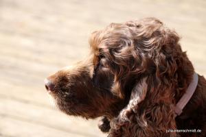 CockerOnTour SteinhuderMeer 06