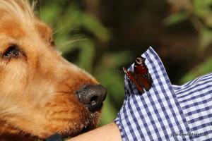 CockerOnTour SteinhuderMeer 08