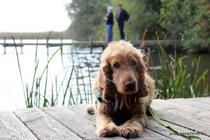 CockerOnTour SteinhuderMeer 10
