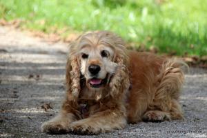 CockerOnTour SteinhuderMeer 11