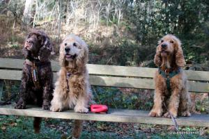 CockerOnTour SteinhuderMeer 12