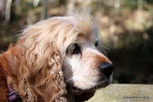 CockerOnTour SteinhuderMeer 13