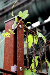 201806 Zollverein 4