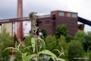 201806 Zollverein 6