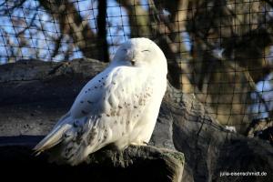 201811 Zoo Gelsenkirchen 01
