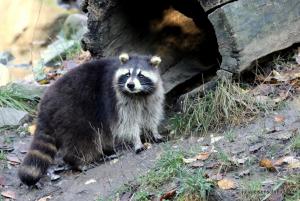 201811 Zoo Gelsenkirchen 02