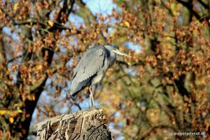 201811 Zoo Gelsenkirchen 03