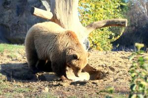 201811 Zoo Gelsenkirchen 05