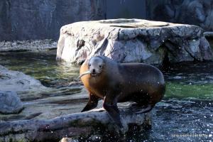 201811 Zoo Gelsenkirchen 07