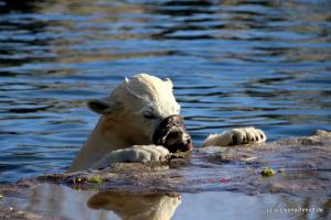 201811 Zoo Gelsenkirchen 09