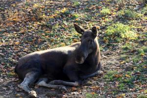201811 Zoo Gelsenkirchen 11