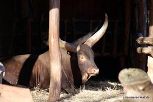 201811 Zoo Gelsenkirchen 12