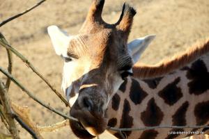 201811 Zoo Gelsenkirchen 14