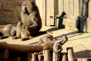 201811 Zoo Gelsenkirchen 15