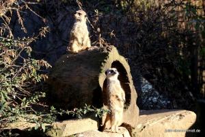 201811 Zoo Gelsenkirchen 16