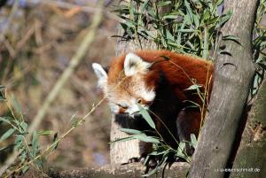 201811 Zoo Gelsenkirchen 18