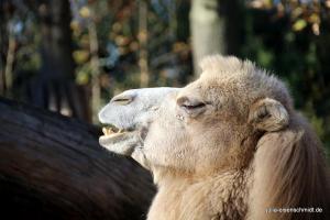 201811 Zoo Gelsenkirchen 19