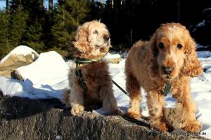 20181227 Brocken 03