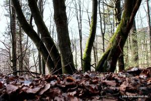 20190223 Sauerland 04
