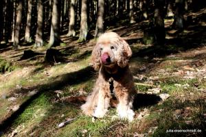 20190223 Sauerland 11