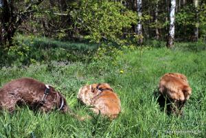 201904022 CoT Fischerhude 19
