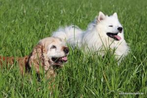 20190407 Molly Amadeus 01