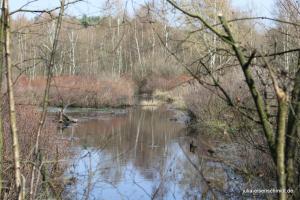 20190407 Molly Amadeus 07