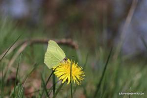 20190407 Molly Amadeus 10