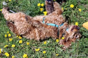 20190504 CockerOnTour Meyenburg 01