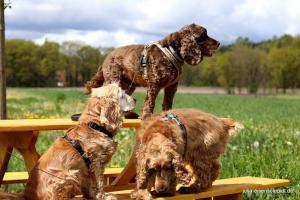 20190504 CockerOnTour Meyenburg 02