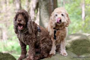 20190504 CockerOnTour Meyenburg 03