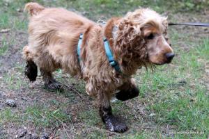 20190504 CockerOnTour Meyenburg 04