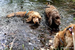 20190504 CockerOnTour Meyenburg 05