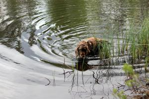 20190504 CockerOnTour Meyenburg 06